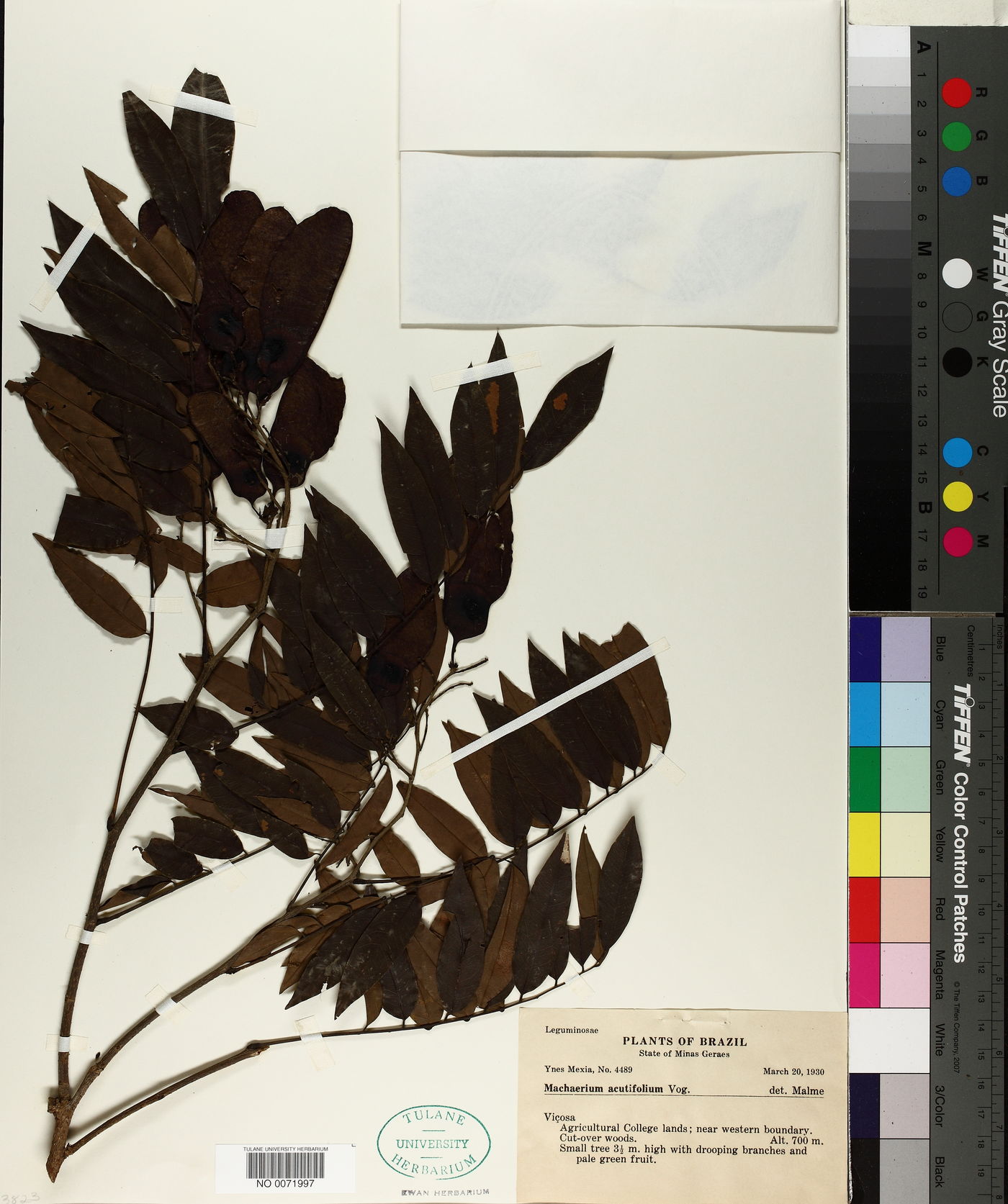 Machaerium acutifolium image