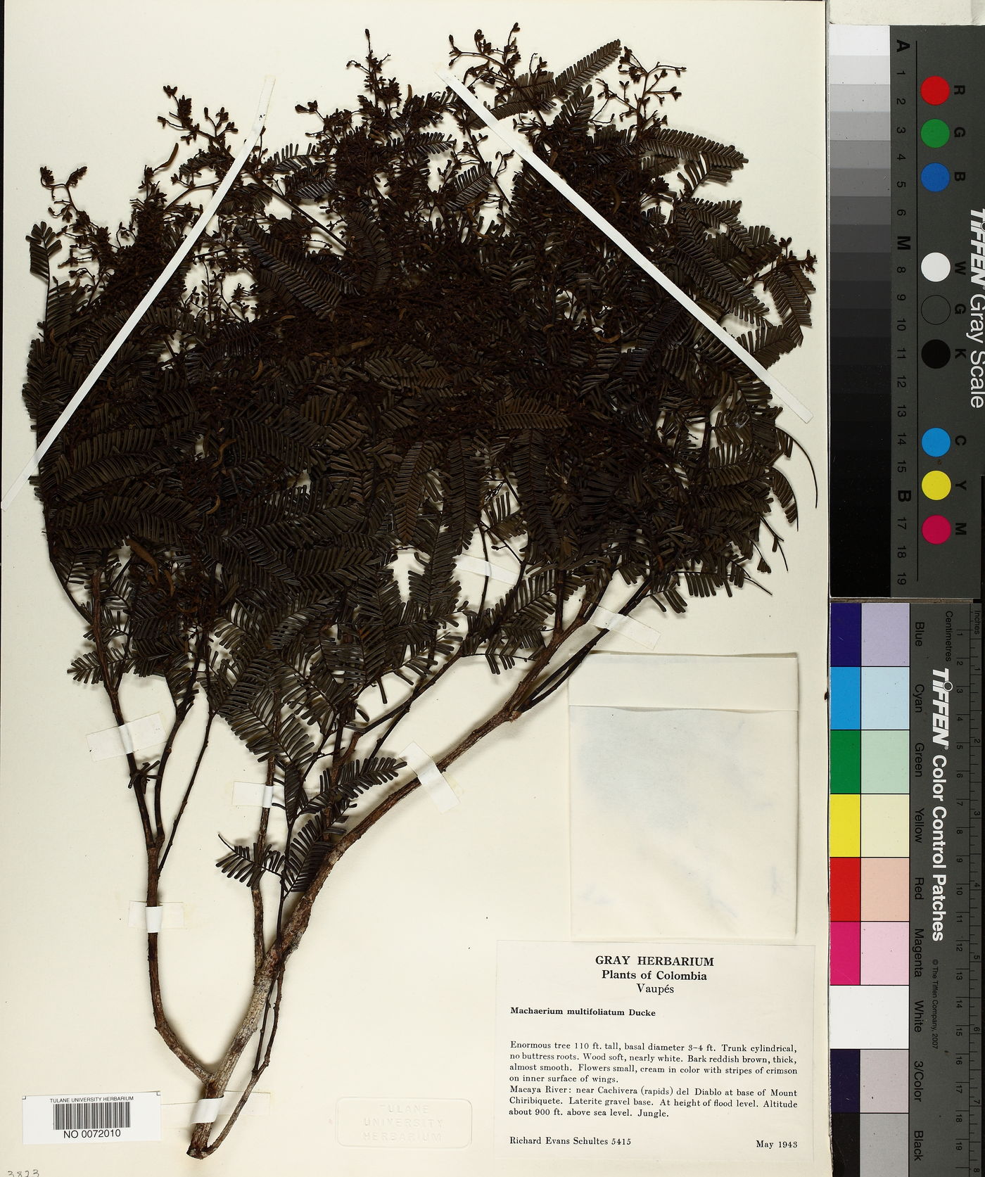 Machaerium multifoliolatum image