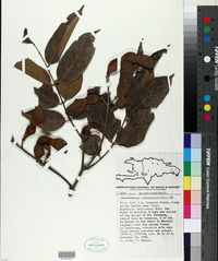 Image of Lonchocarpus domingensis