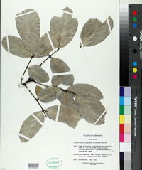 Lonchocarpus capassa image