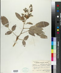 Image of Lonchocarpus capassa