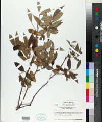 Image of Lonchocarpus orotinus