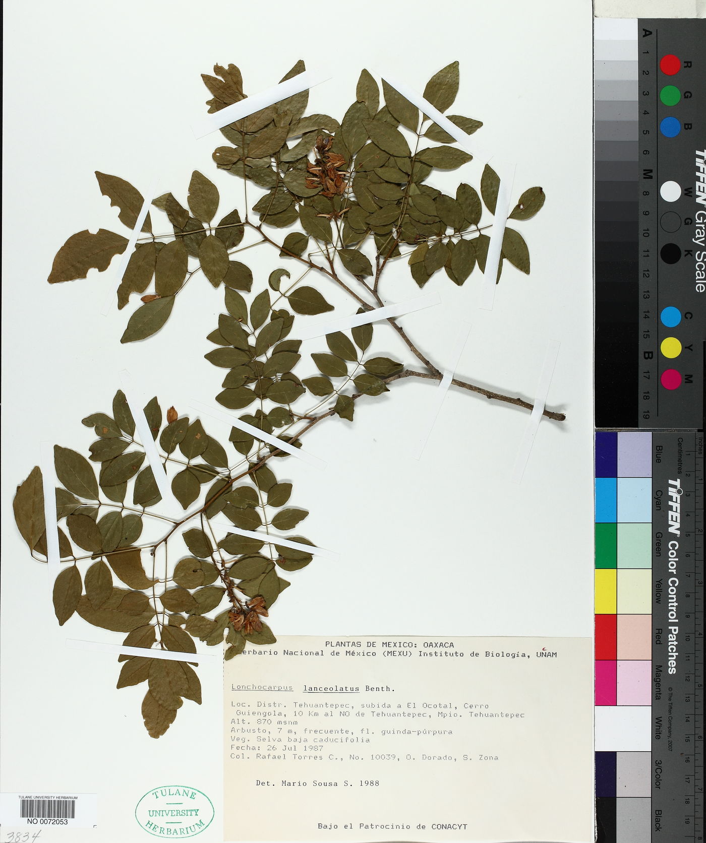 Lonchocarpus lanceolatus image