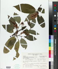 Image of Lonchocarpus unifoliolatus