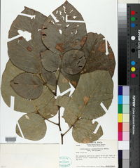 Image of Lonchocarpus phaseolifolius