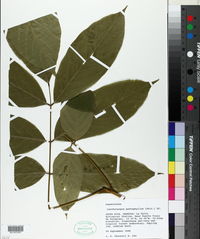 Image of Lonchocarpus pentaphyllus