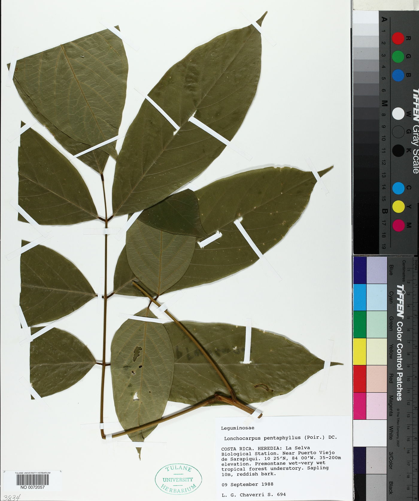 Lonchocarpus pentaphyllus image