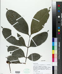 Lonchocarpus oliganthus image