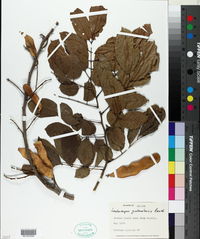 Image of Lonchocarpus guatemalensis