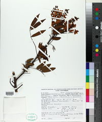 Image of Lonchocarpus castilloi