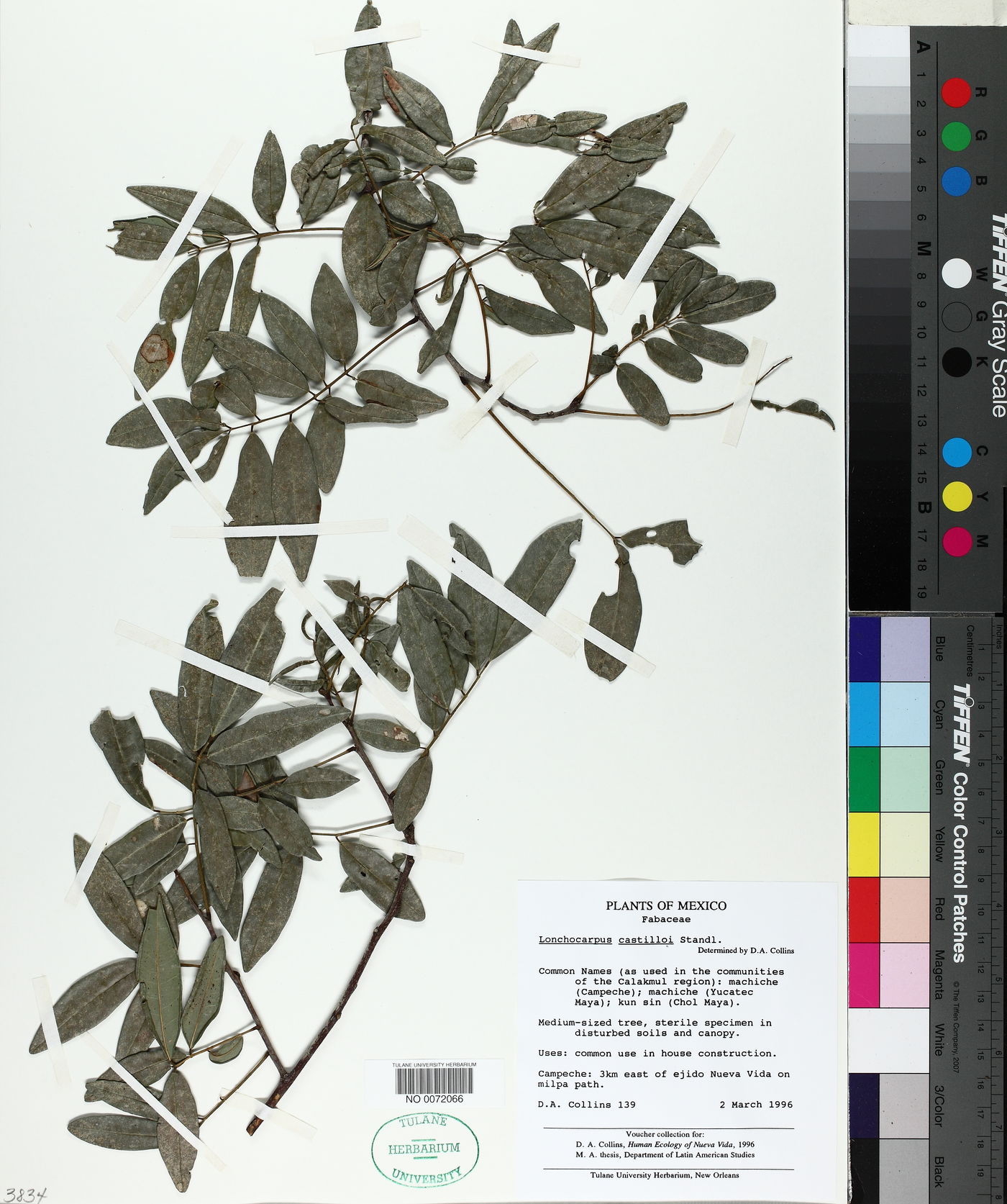 Lonchocarpus castilloi image