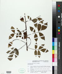 Lonchocarpus xuul image