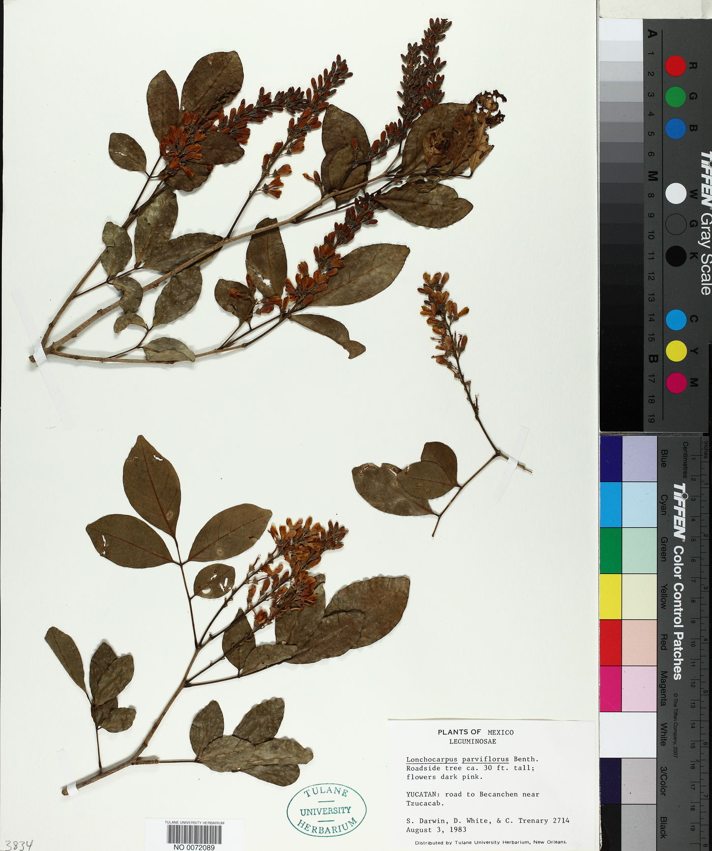Lonchocarpus parviflorus image
