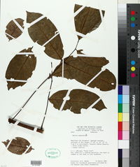 Image of Lonchocarpus negrensis