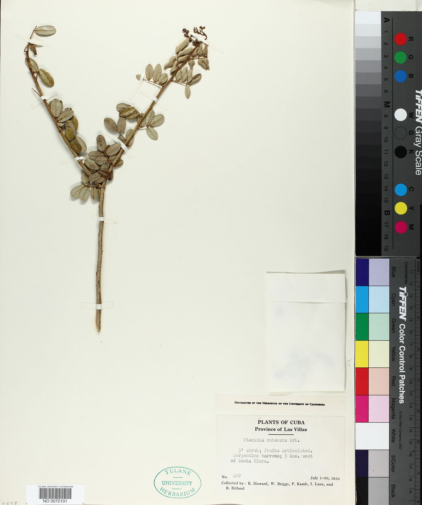 Piscidia cubensis image