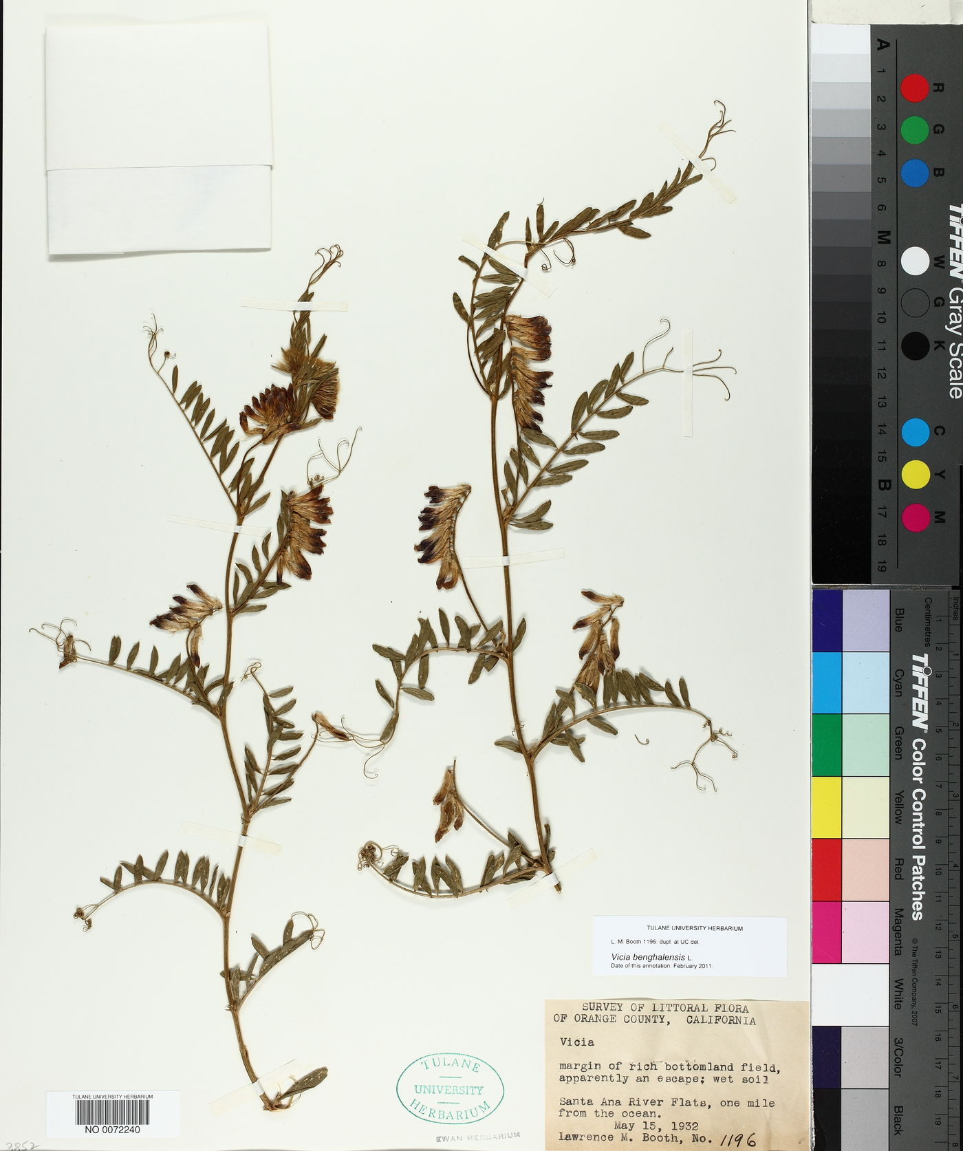 Vicia benghalensis image