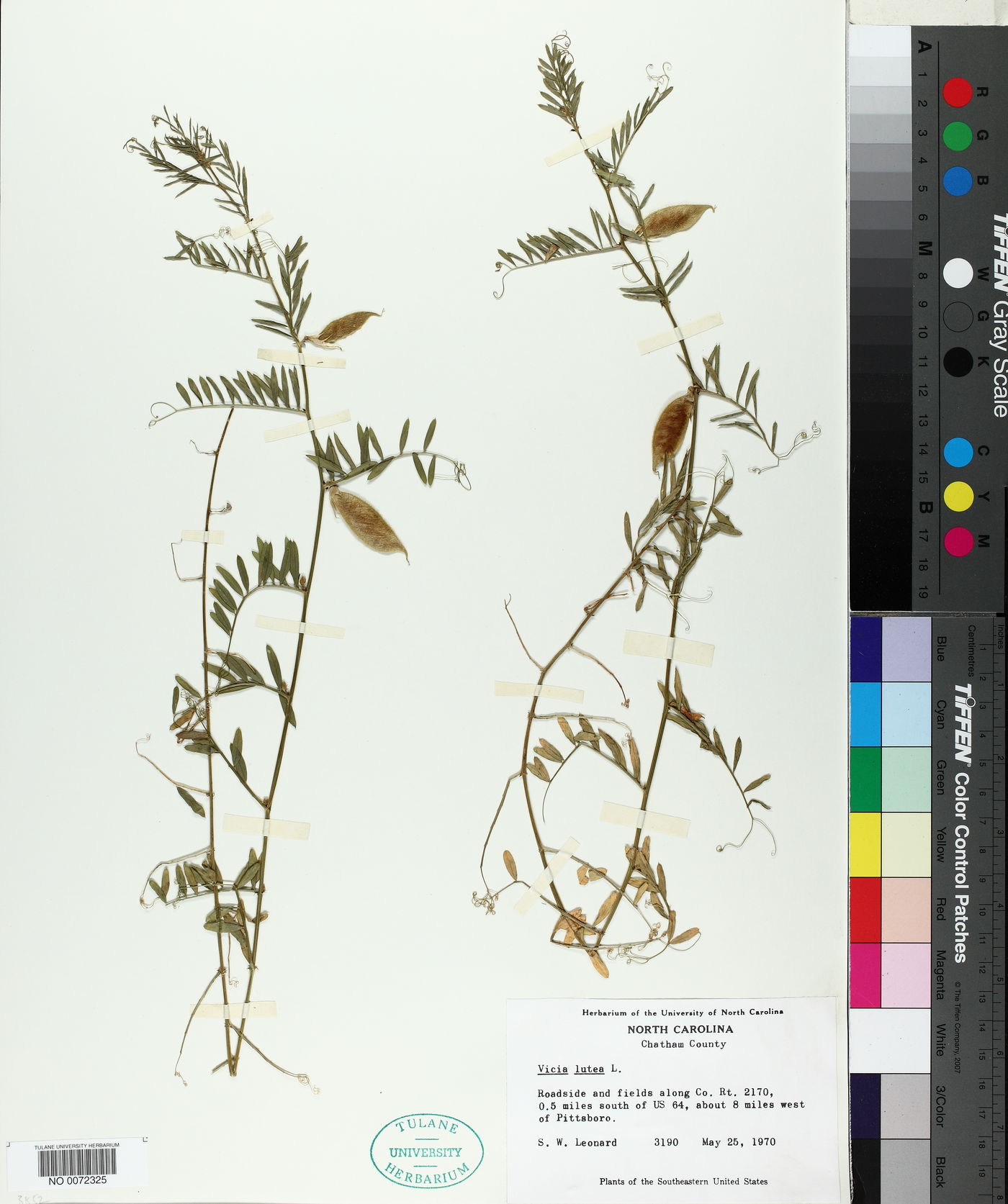 Vicia lutea image