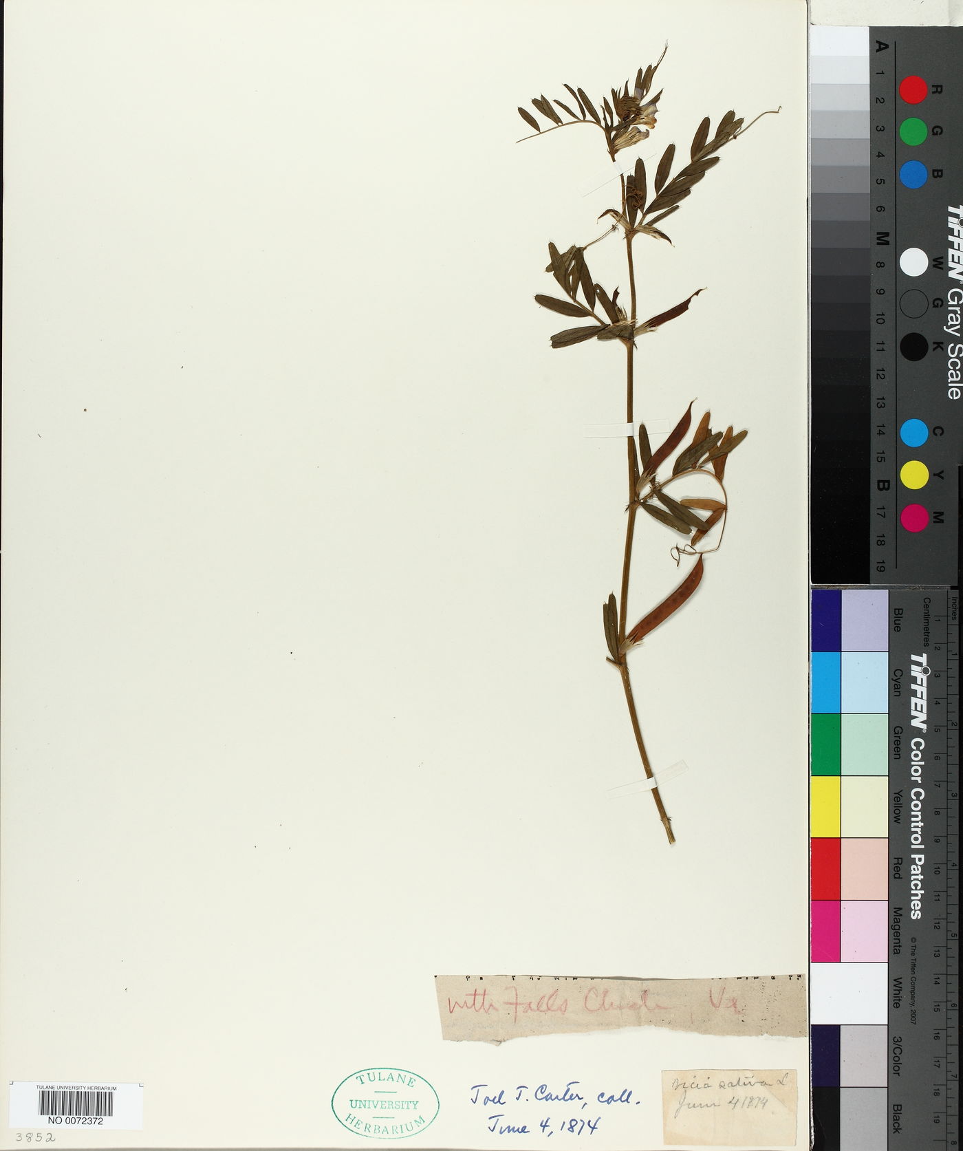 Vicia sativa subsp. sativa image