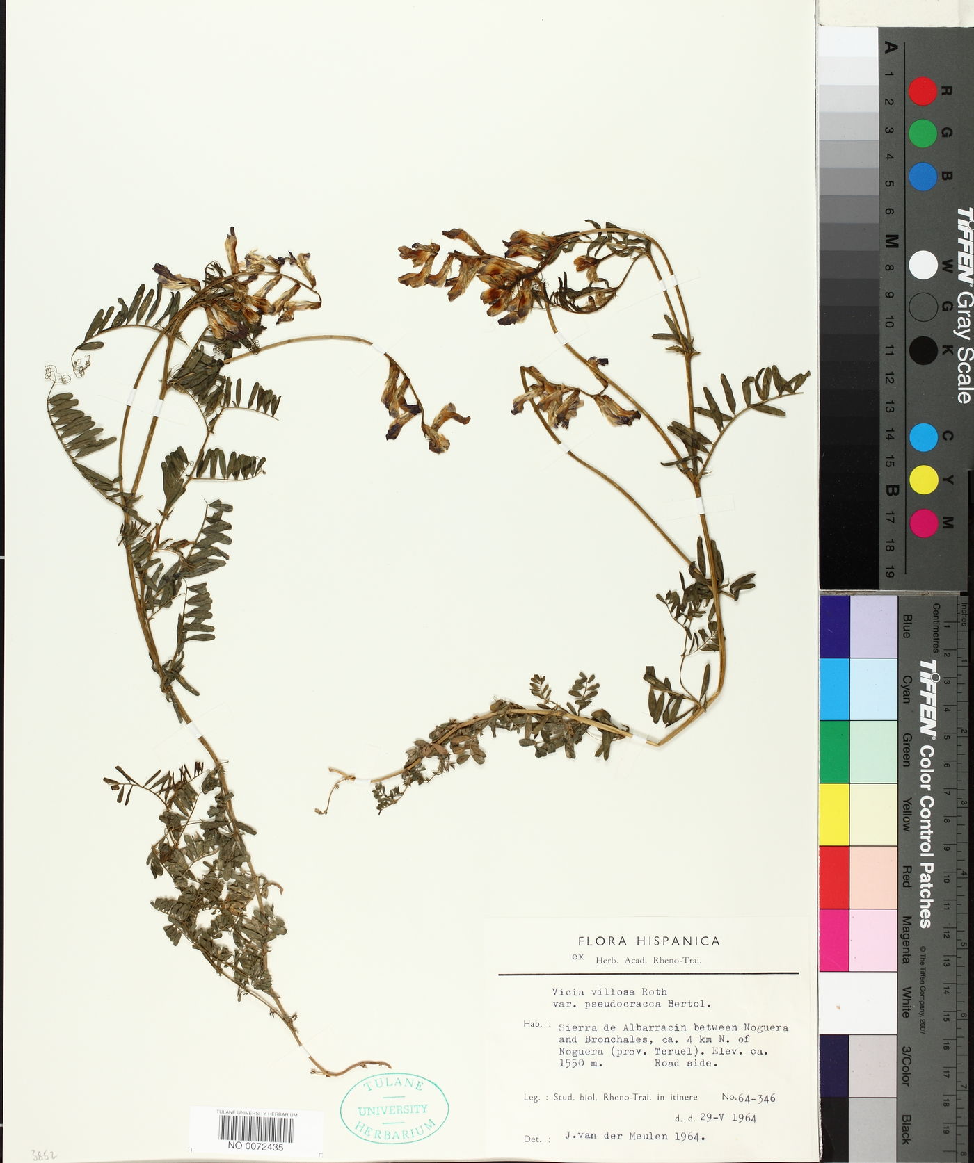 Vicia villosa var. pseudocracca image