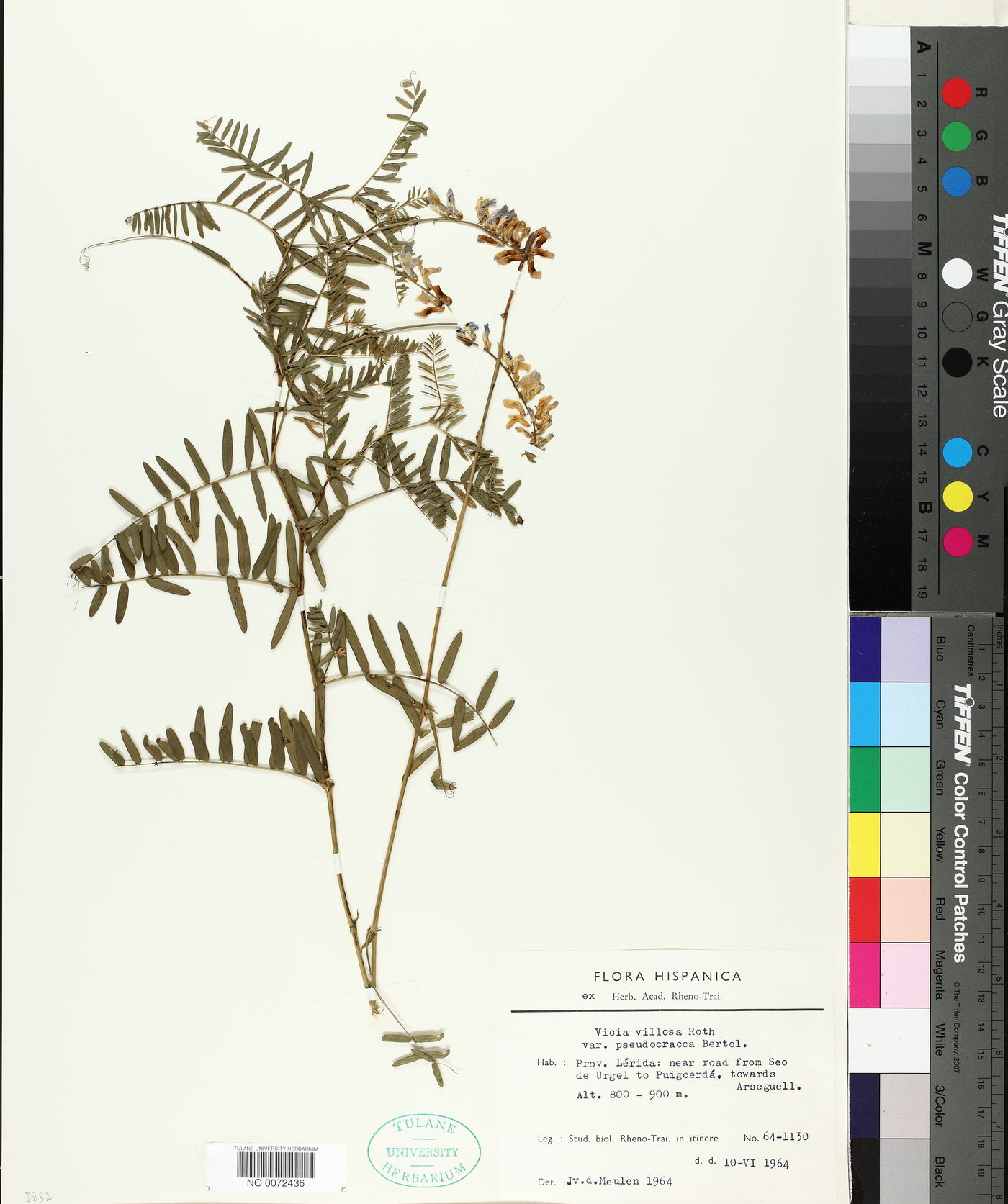 Vicia villosa var. pseudocracca image