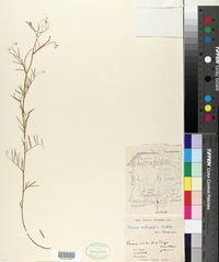 Image of Vicia setifolia