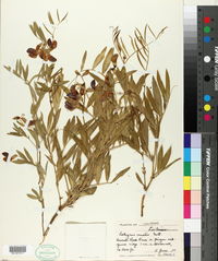 Lathyrus ornatus image