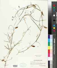 Lathyrus setifolius image