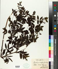 Lathyrus niger image
