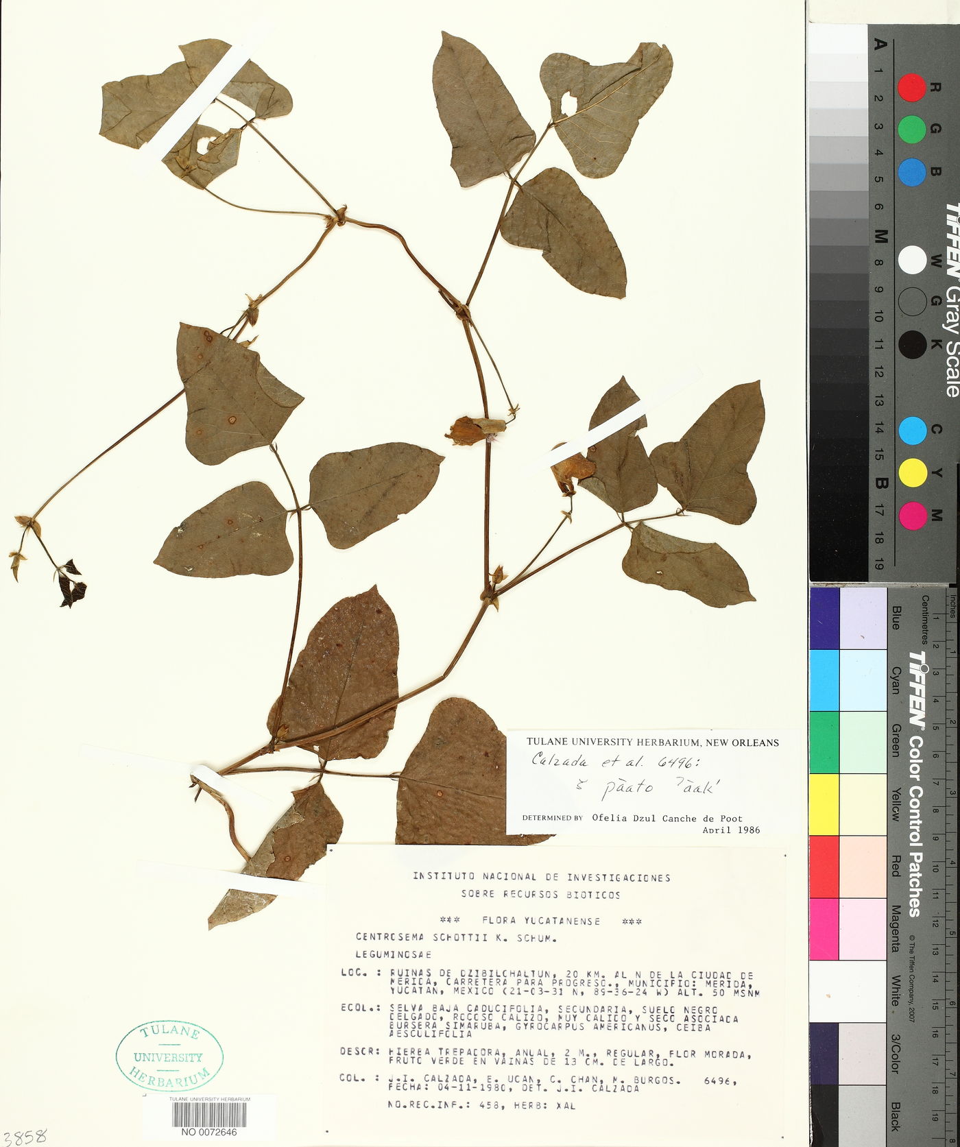 Centrosema schottii image