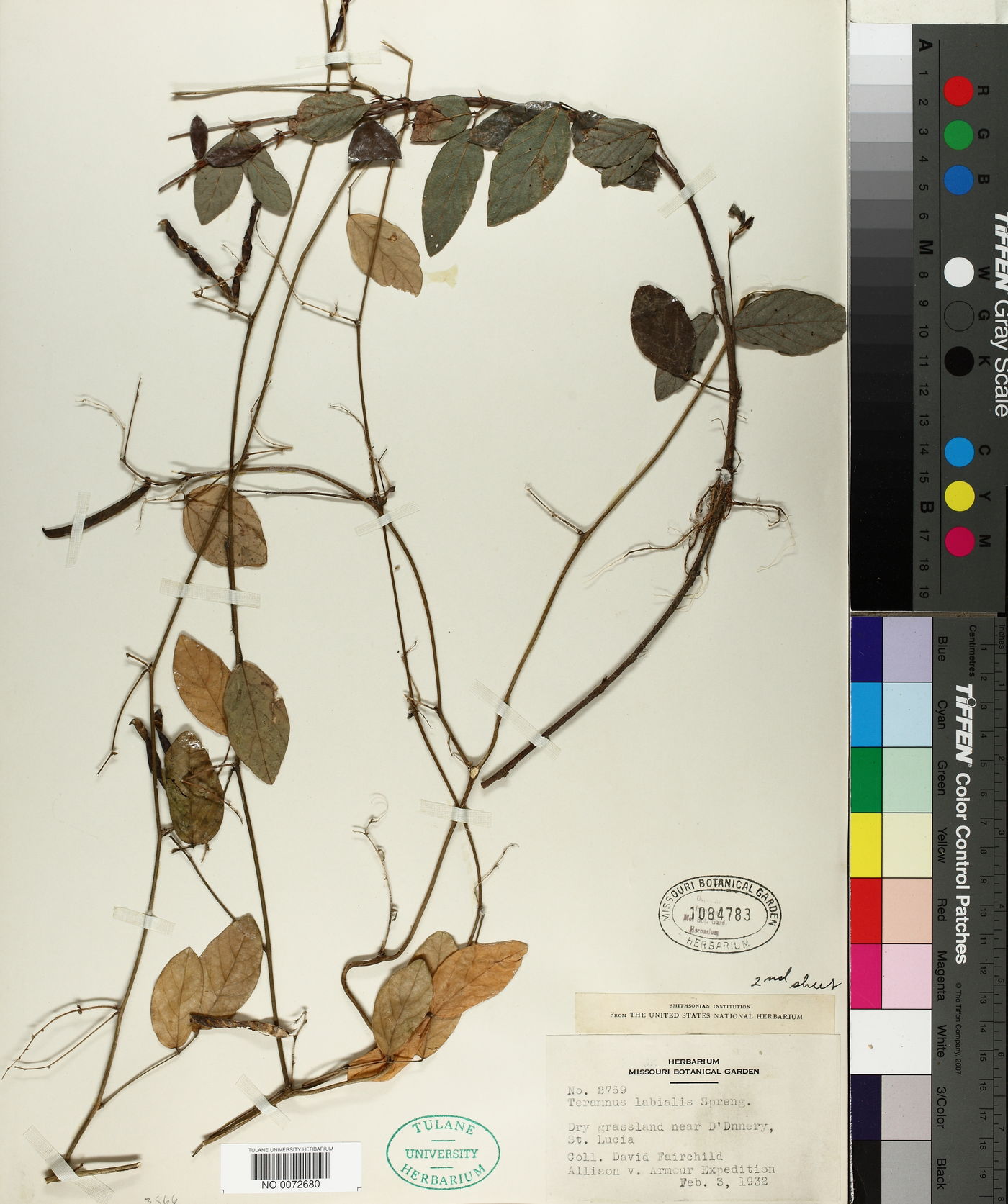 Teramnus labialis image