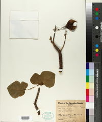 Erythrina sandwicensis image