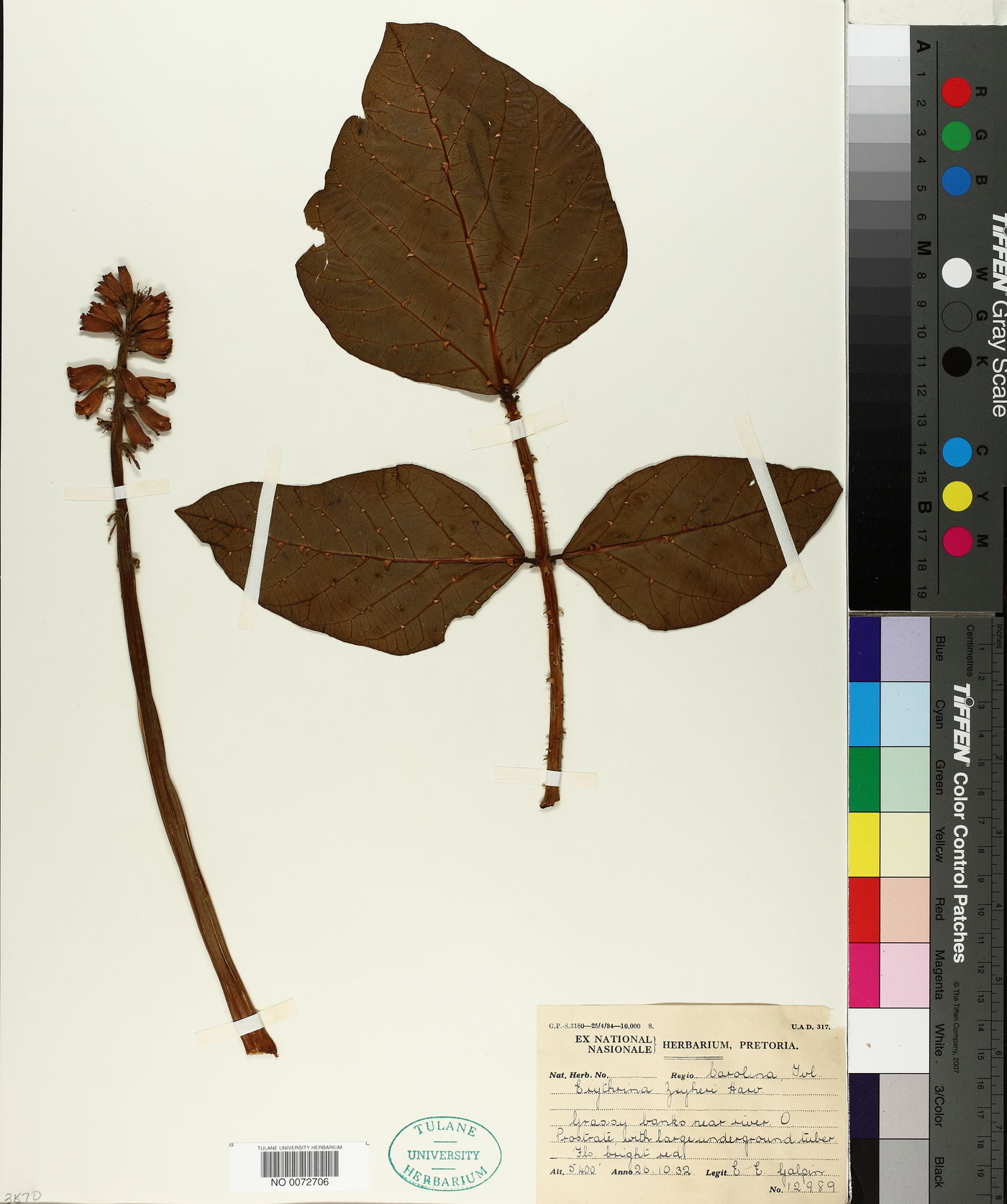 Erythrina zeyheri image