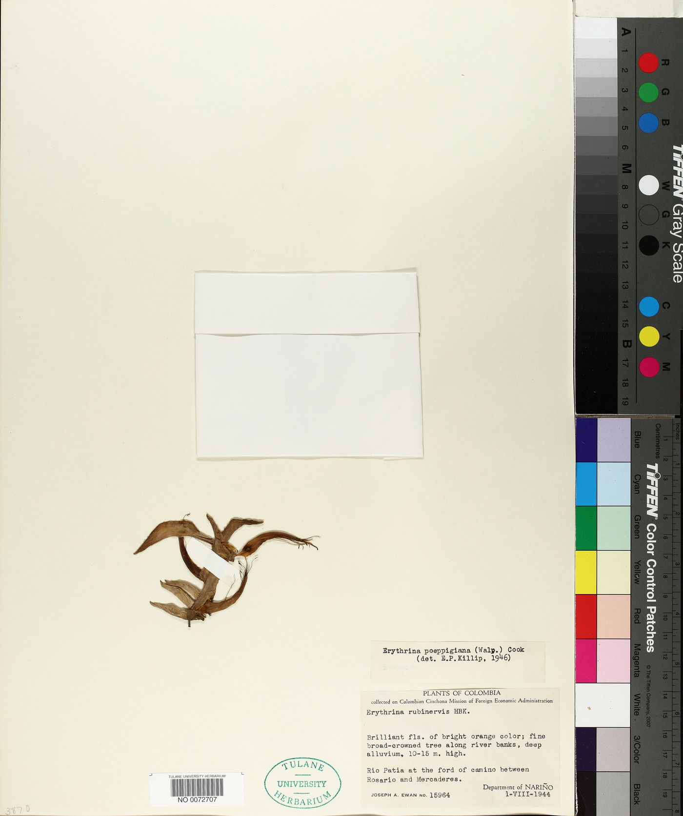 Erythrina poeppigiana image