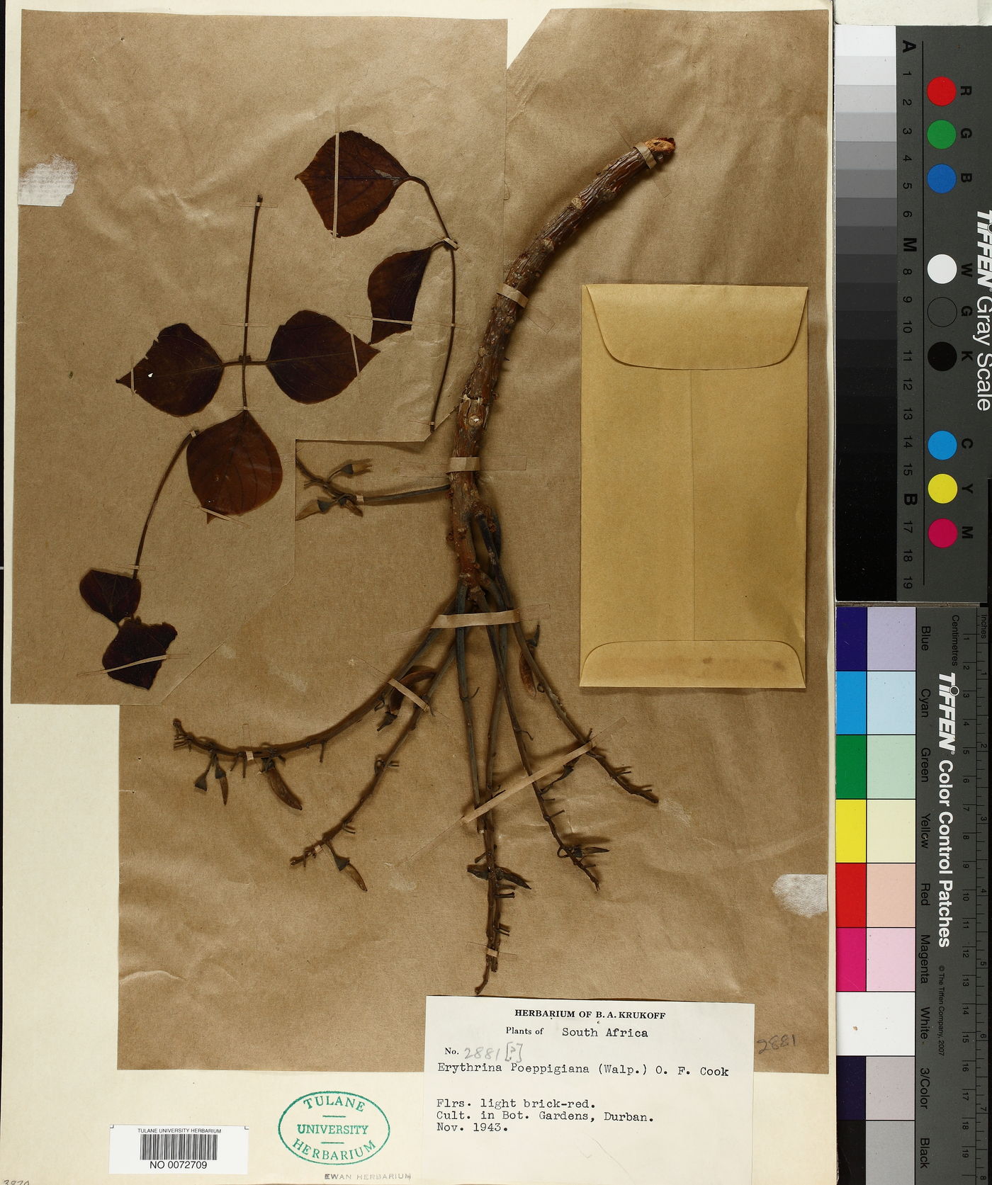 Erythrina poeppigiana image