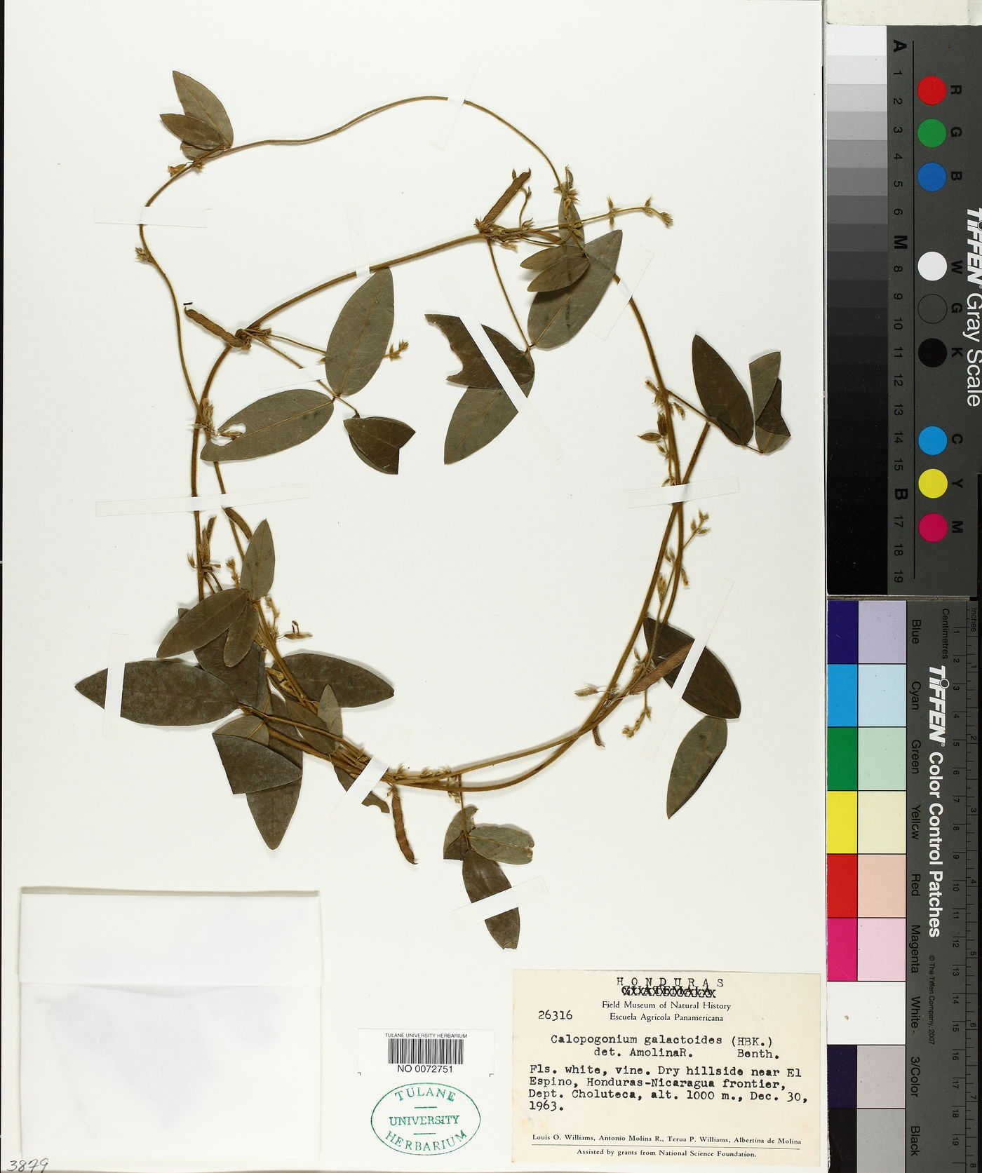 Calopogonium galactioides image