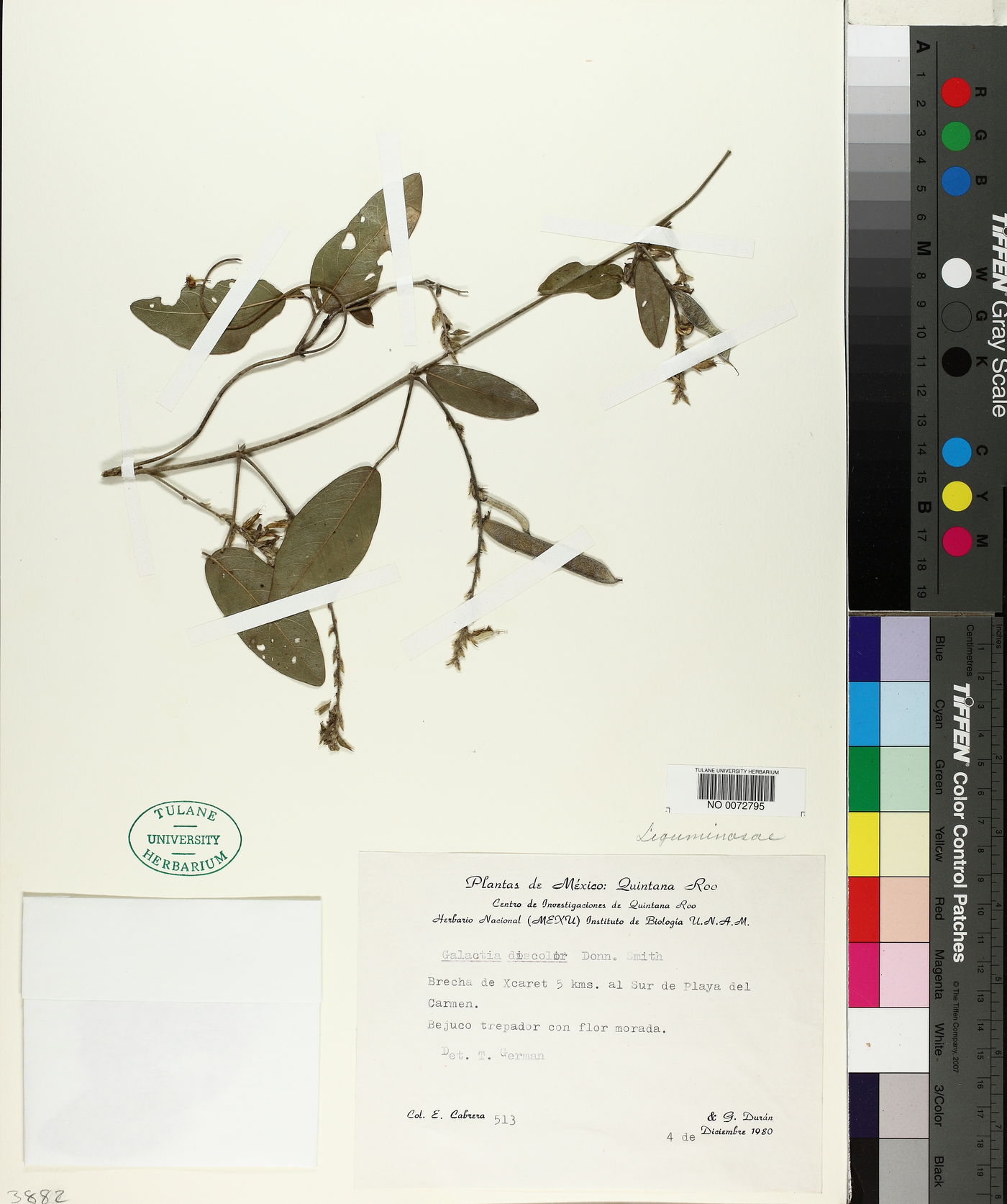 Galactia discolor image