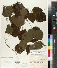 Lackeya multiflora image
