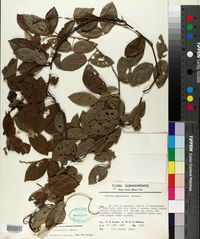 Image of Dioclea guianensis