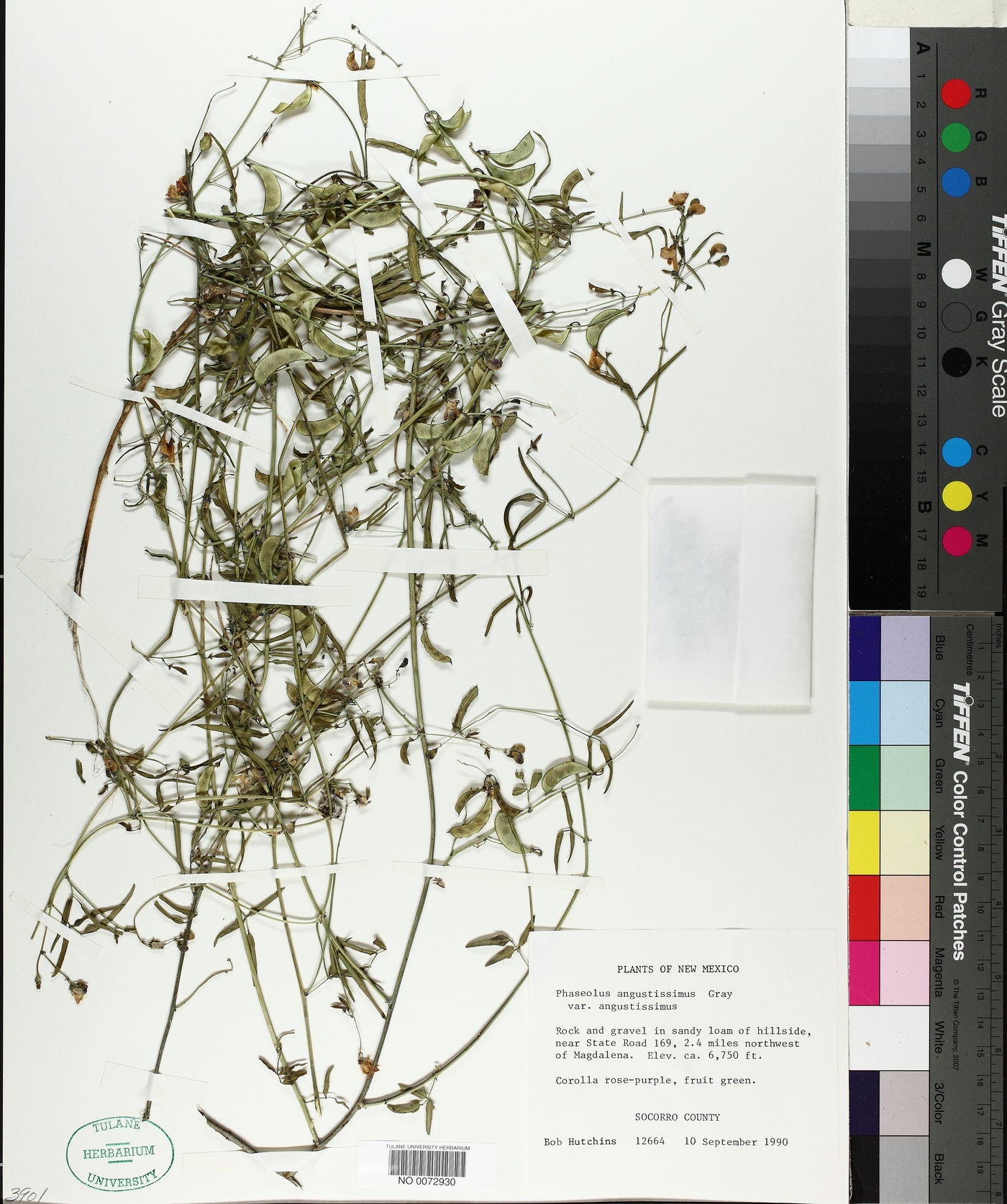 Phaseolus angustissimus var. angustissimus image