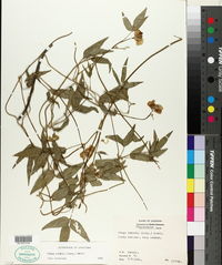Vigna luteola image