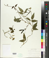 Vigna luteola image