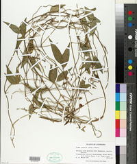 Vigna luteola image