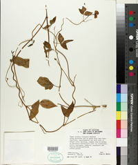 Vigna luteola image