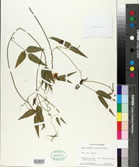 Vigna luteola image