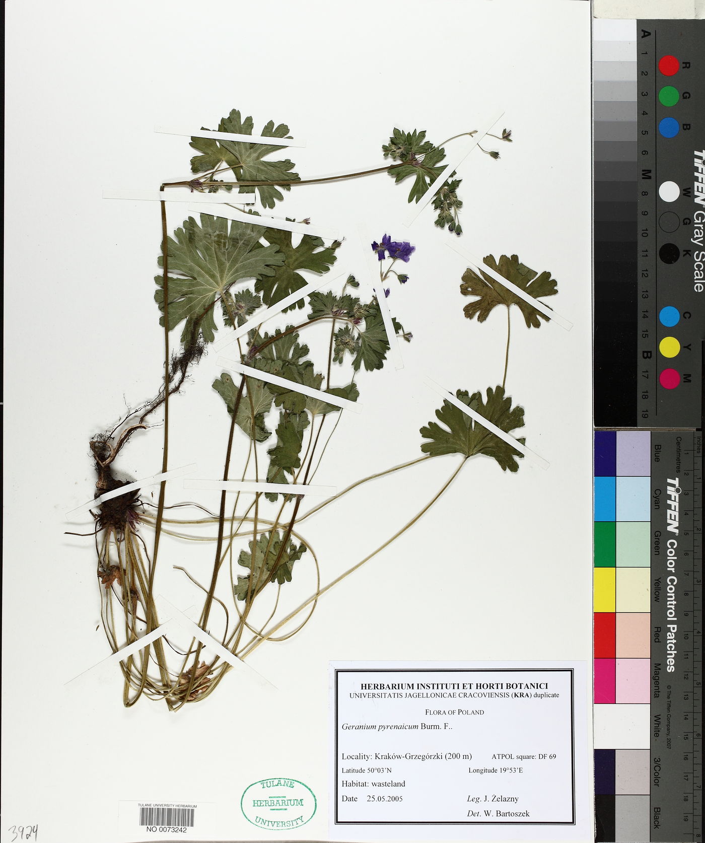 Geranium pyrenaicum image