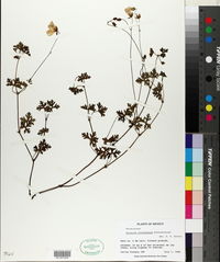 Geranium schiedeanum image