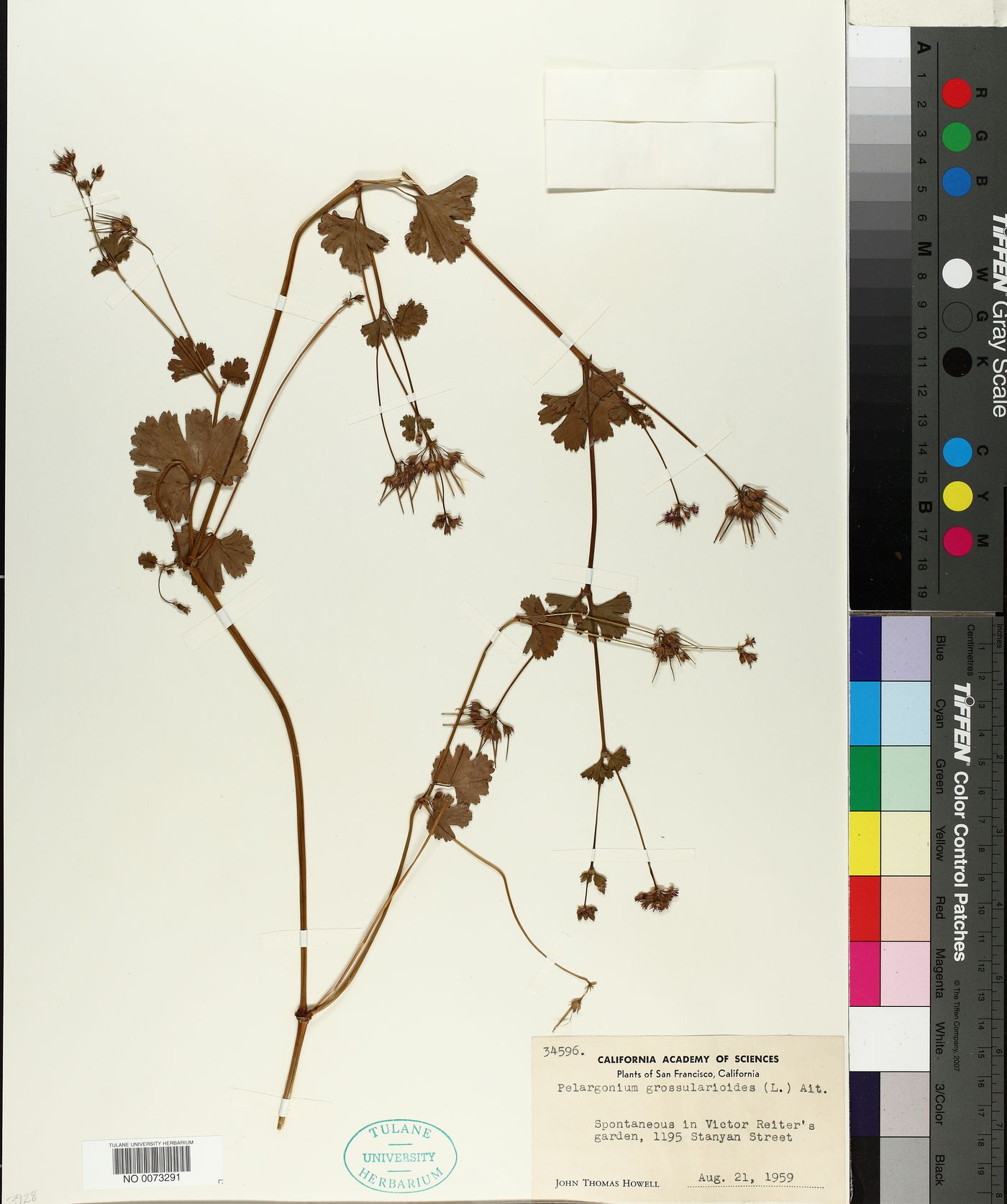 Pelargonium grossularioides image