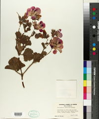 Pelargonium domesticum image