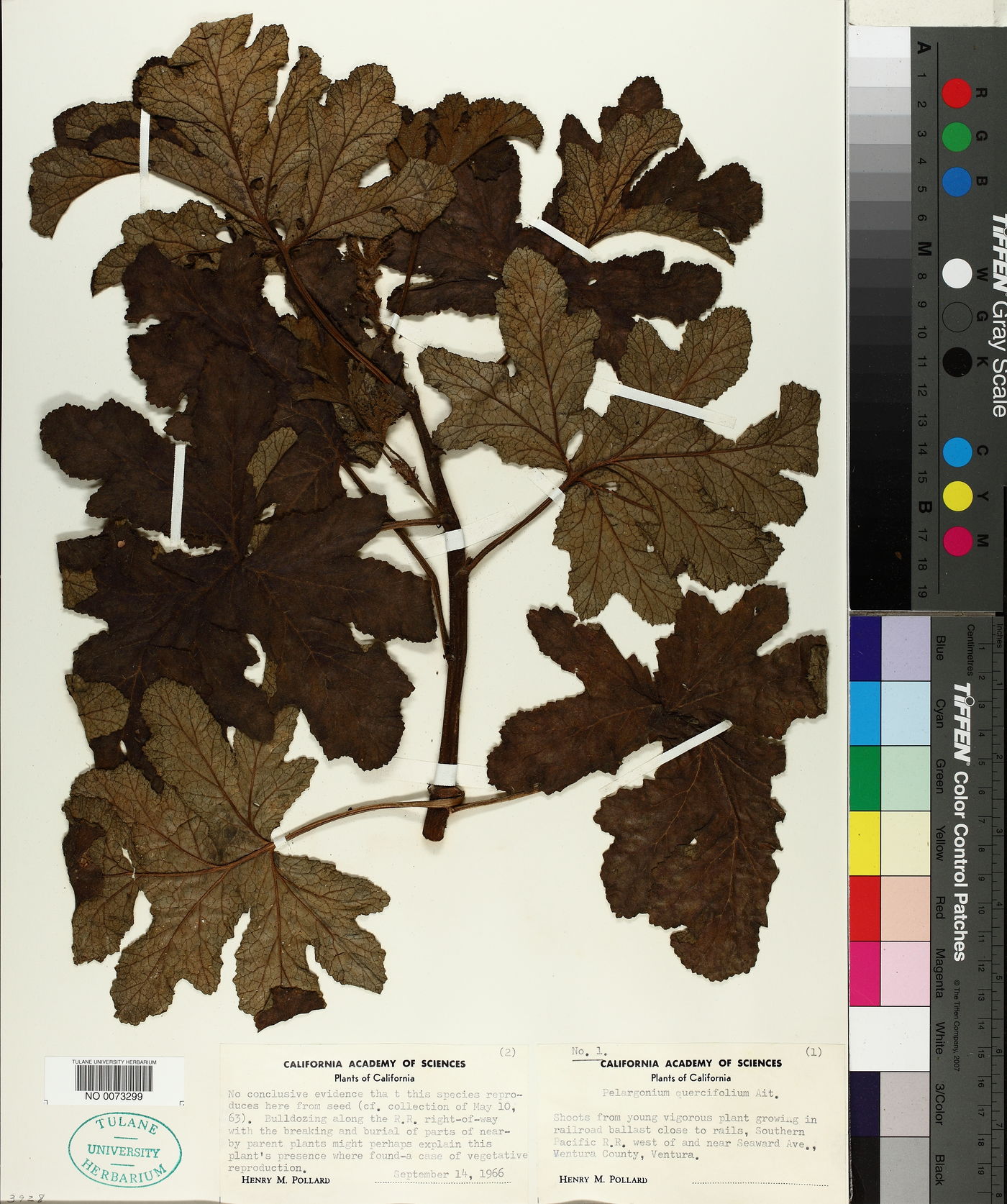 Pelargonium quercifolium image