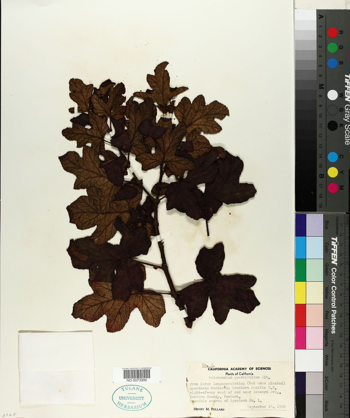 Pelargonium quercifolium image
